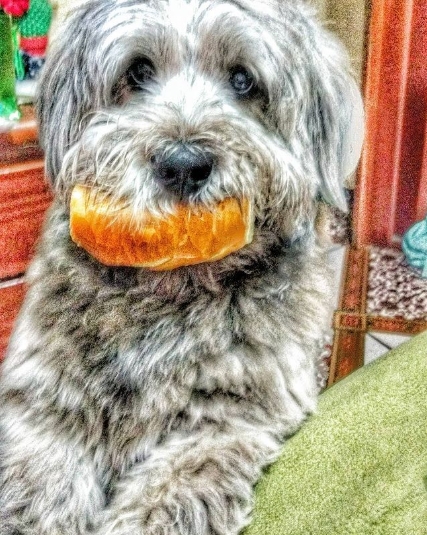 собака с куском хлеба во рту