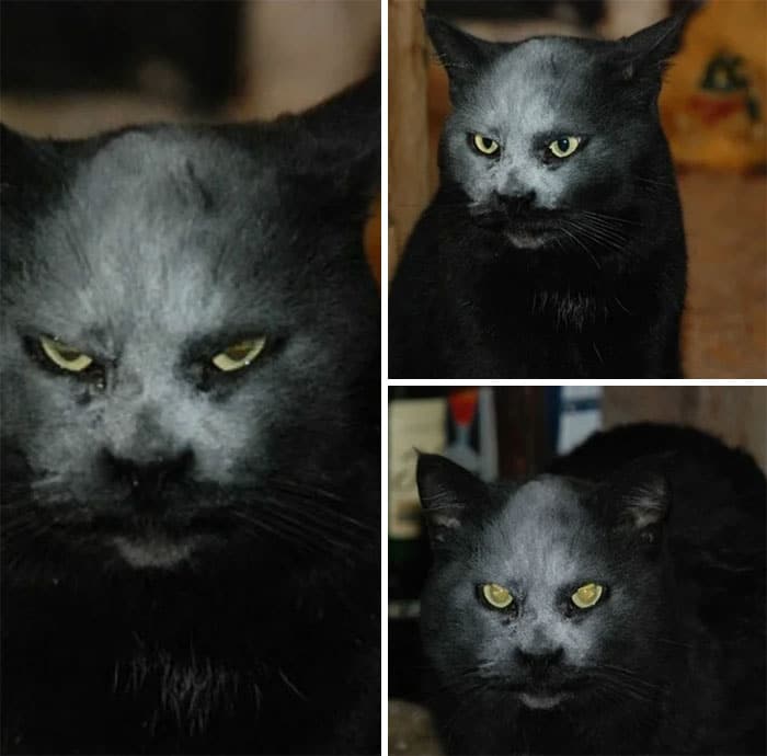 черный кот с мукой на морде