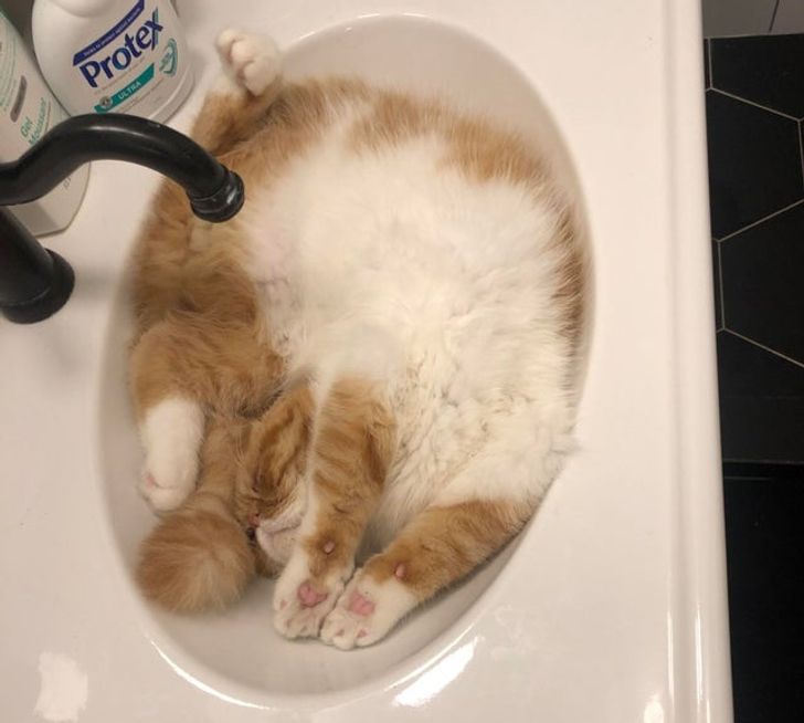 рыже-белый кот спит в раковине