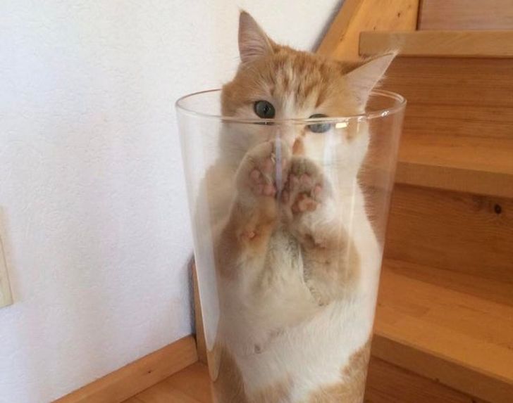 рыже-белый котенок в стакане