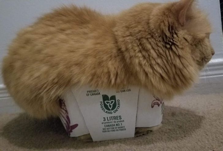 пушистый рыжий кот в коробке