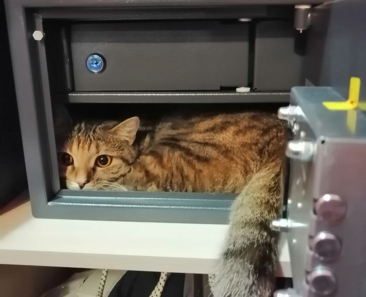 кот в сейфе