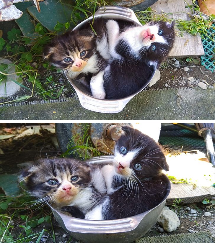 два котенка сидят в кастрюле