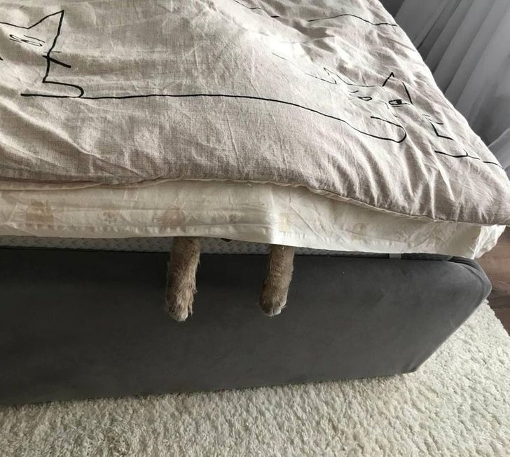 кот под одеялом на кровати