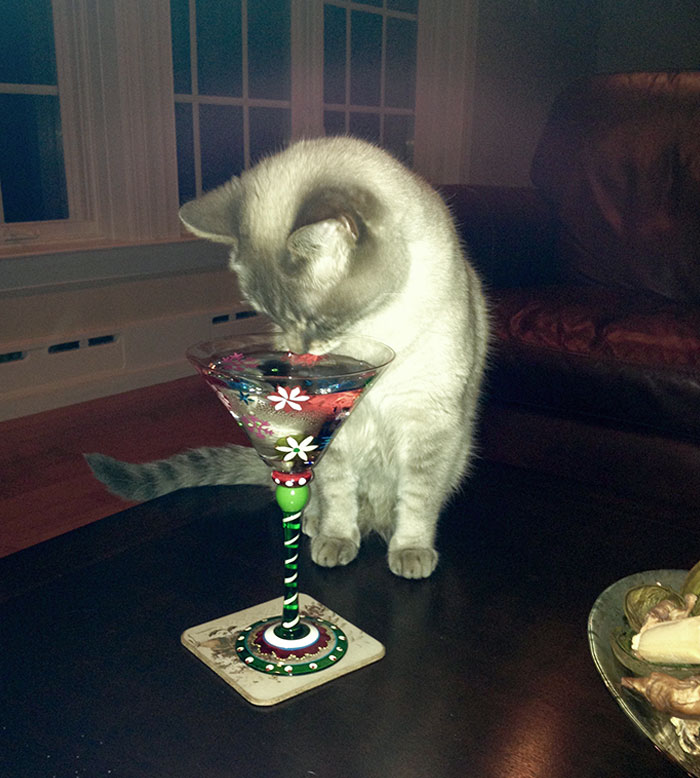 кошка пьет из бокала