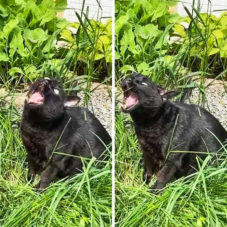 черный кот ест траву