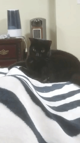 черный кот кусает ногу под одеялом