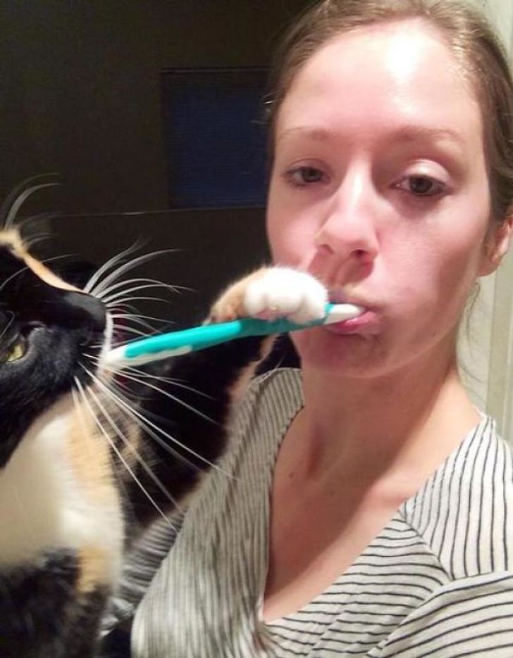 кот отнимает зубную щетку у девушки