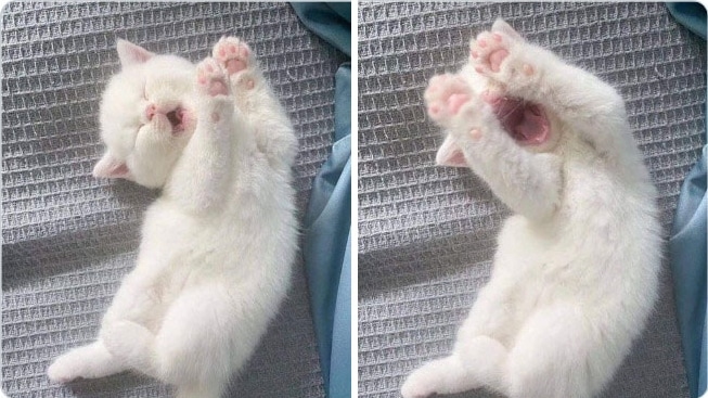 белый котенок зевает