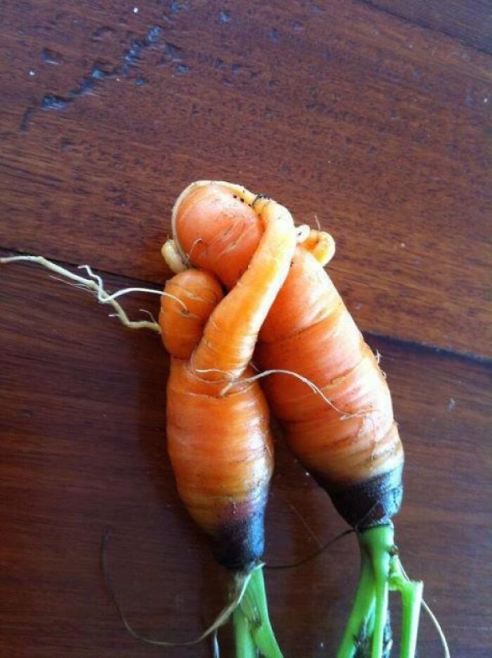 две морковки переплелись