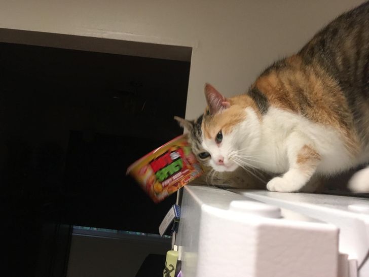 кот сталкивает банку с холодильника