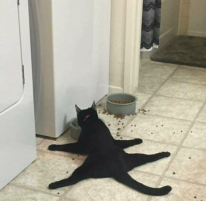 черный кот лежит возле миски