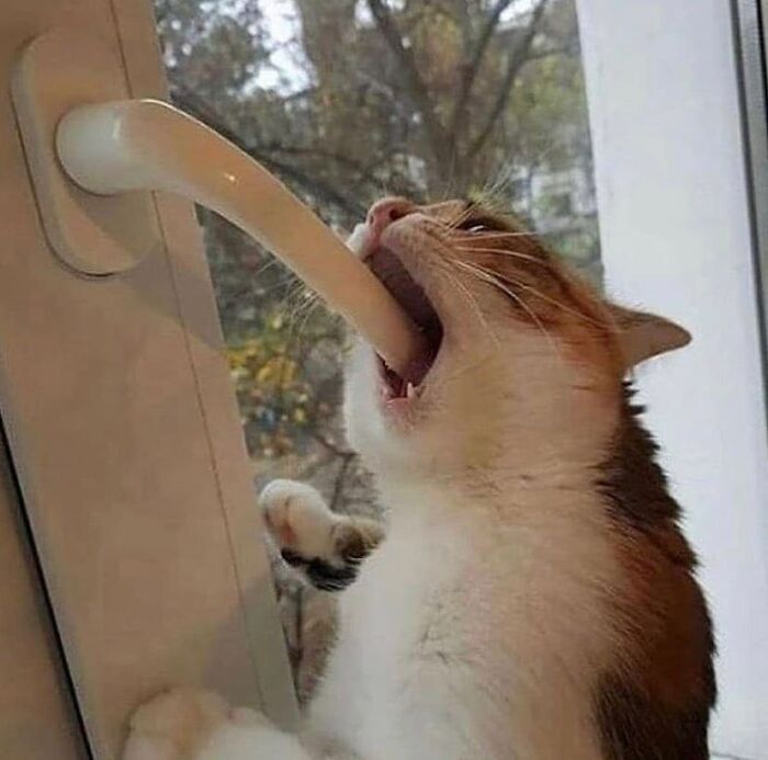 кот зубами открывает дверь