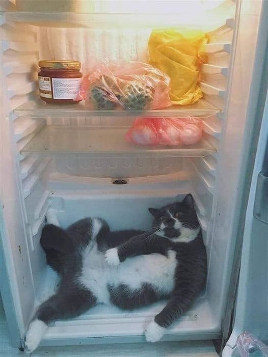 черно-белый кот лежит в холодильнике