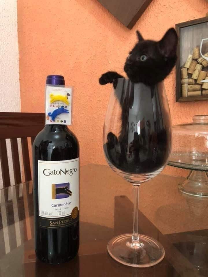 черный котенок сидит в бокале