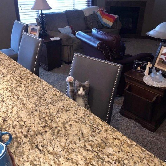 котенок тянет лапу за столом