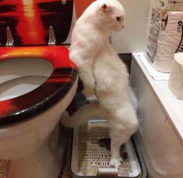 белый кот стоит на задних лапах в лотке