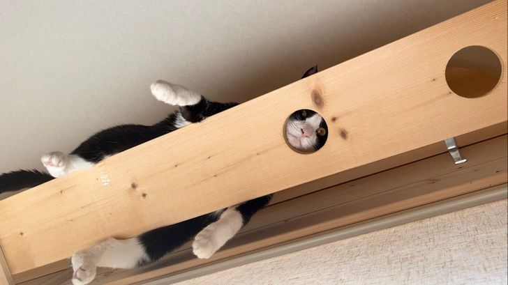 черно-белый кот лежит на доске под потолком 