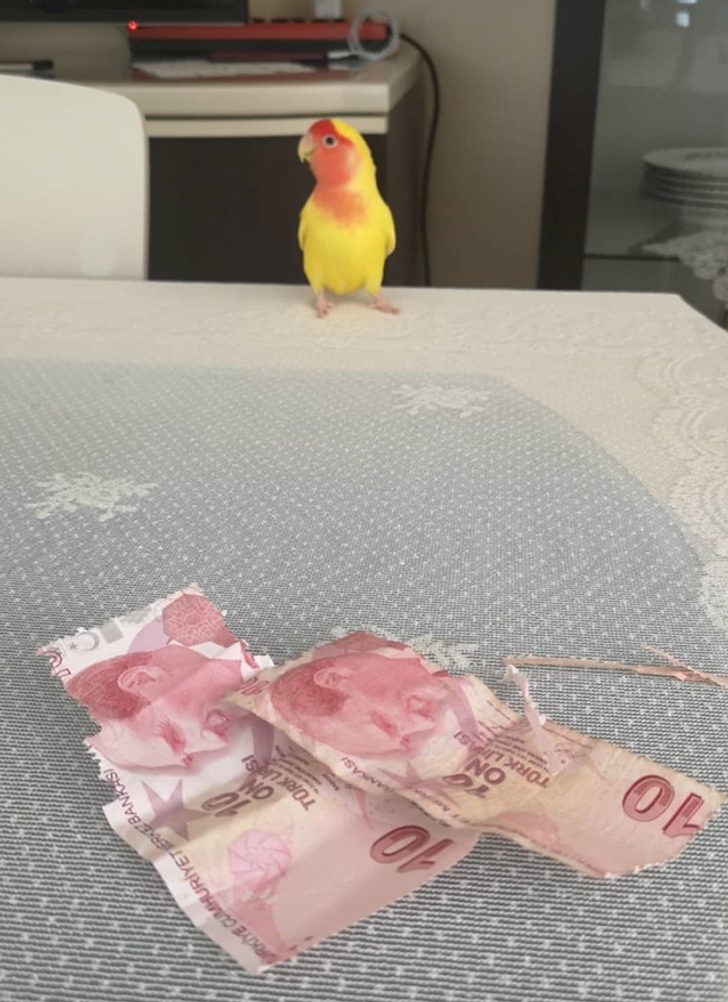 желто-красный попугай и деньги на столе