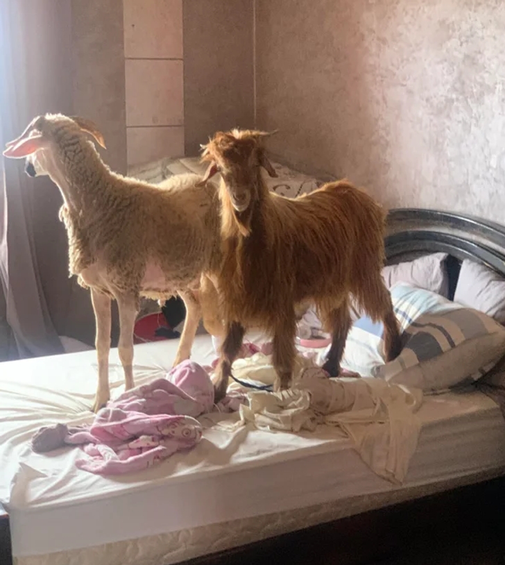 две козы на кровати