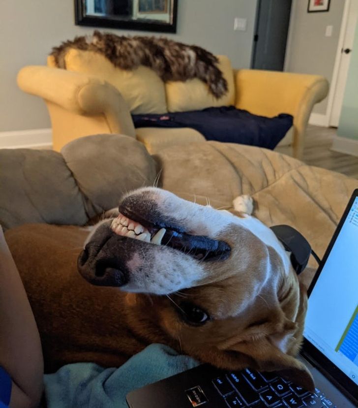 собака рядом с ноутбуком