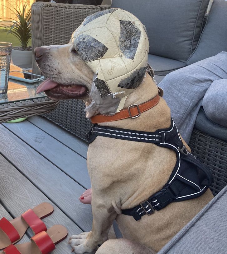 собака с разорванным мячом на голове