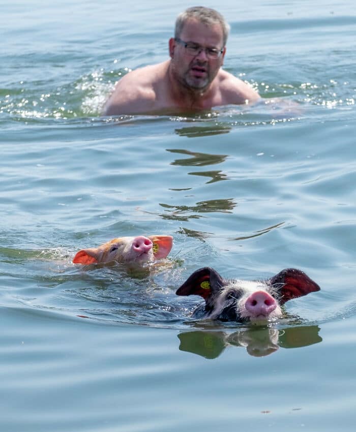 мужчина и две свиньи плавают в озере