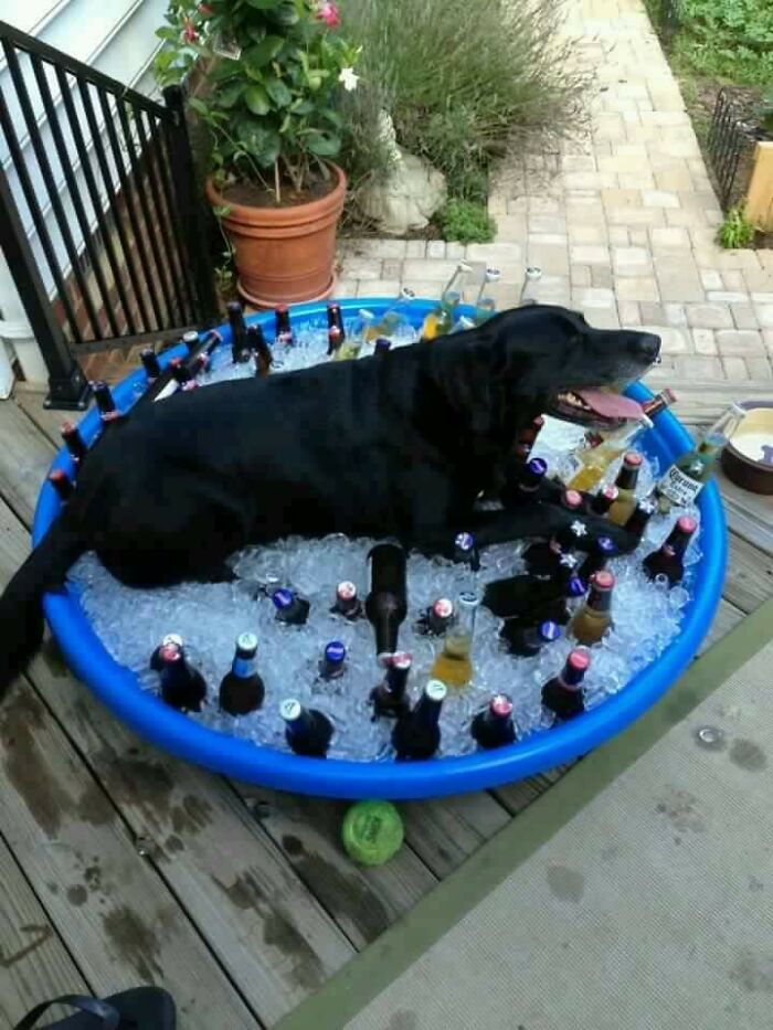 черный пес лежит в тазе с пивом и льдом