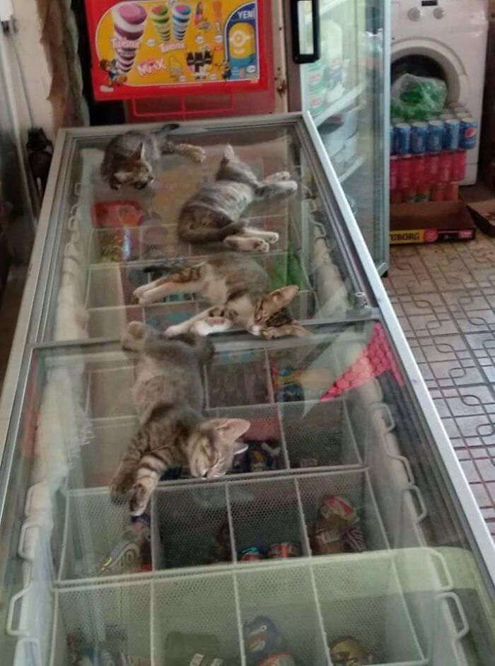 котята спят на холодильнике в магазине