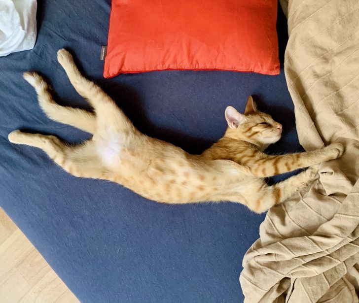 рыжий кот лежит на кровати