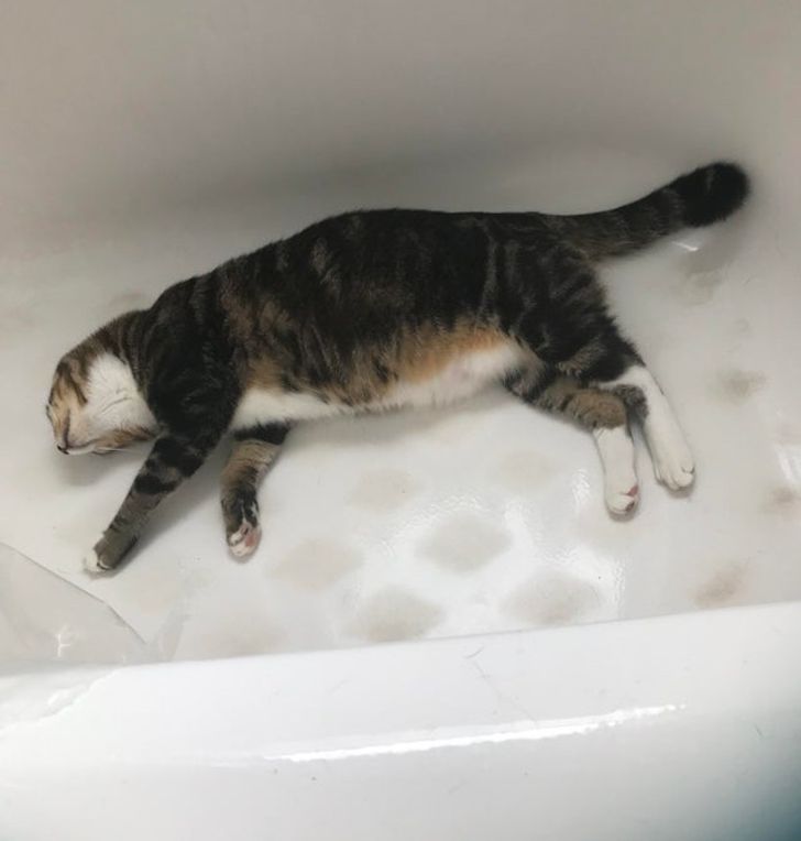 кот спит в ванне