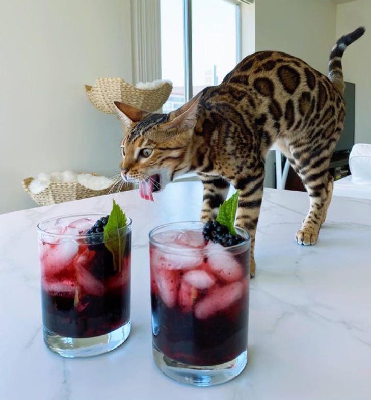 кошка и 2 стакана с напитком