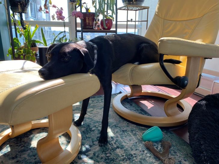 черная собака сидит на кресле