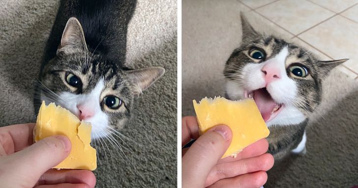 кот ест сыр