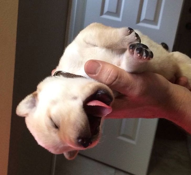 щенок зевает на руках