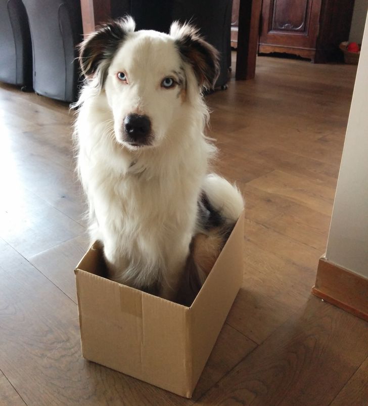 собака сидит в картонной коробке
