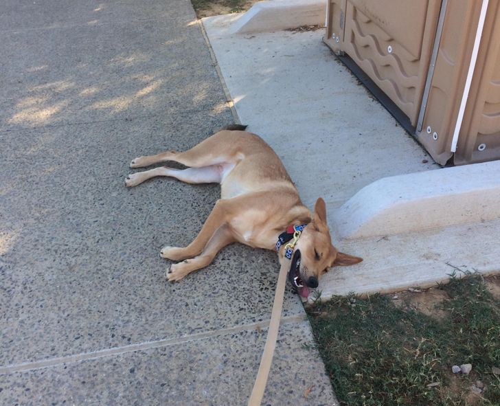 рыжий пес лежит на асфальте