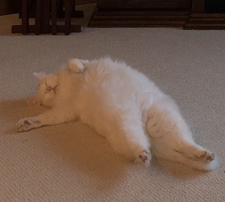 белый кот спит на спине