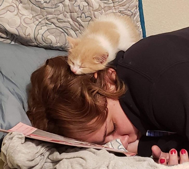рыжий котенок спит на голове у девушки