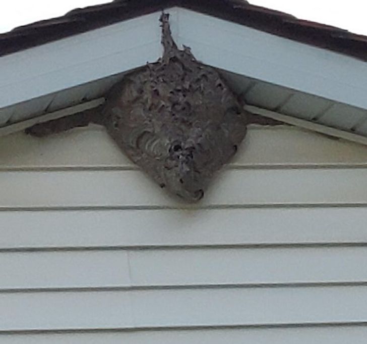 гнездо под крышей гаража