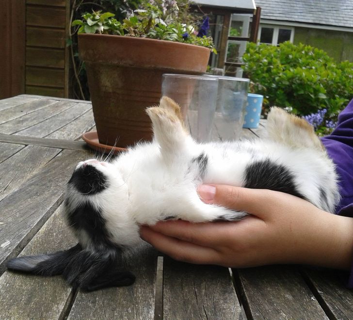 черно-белый кролик спит на ладонях