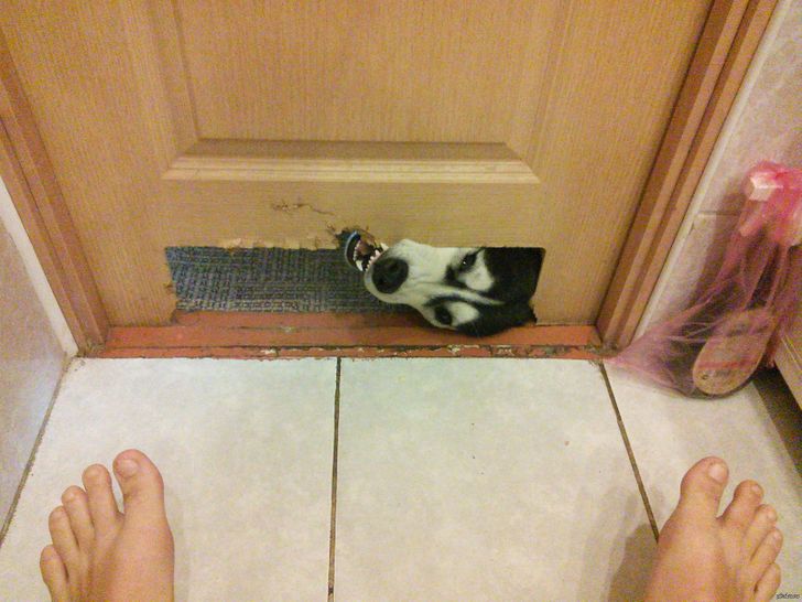 собака заглядывает под дверь