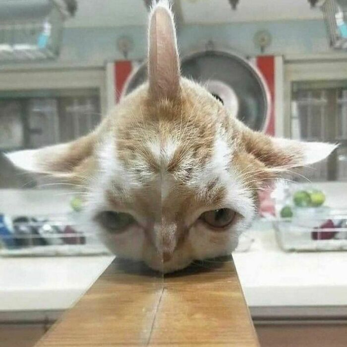 кот выглядывает из-за зеркала