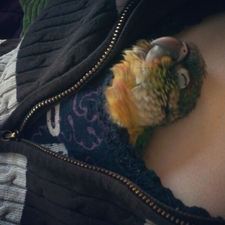попугай спит за пазухой у девушки