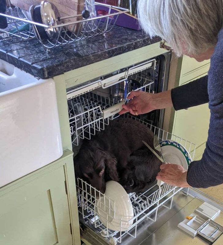 собака в посудомойной машине