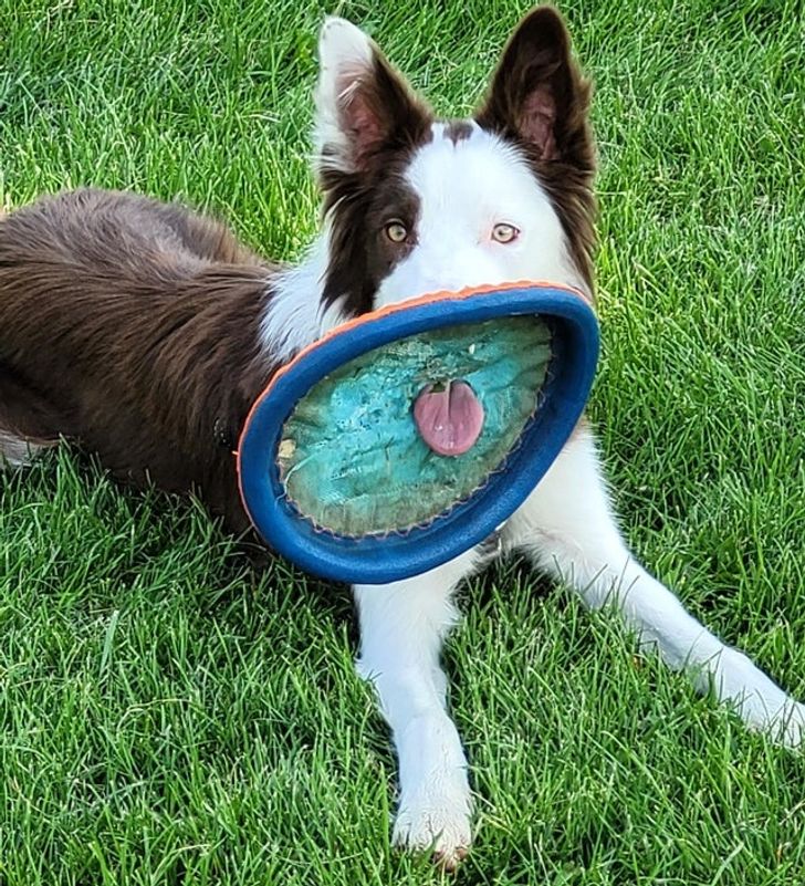собака лежит на траве с диском в зубах