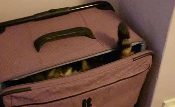 кошки в чемодане