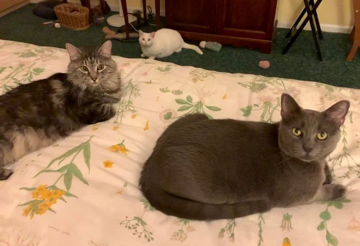 кошки лежат на кровати