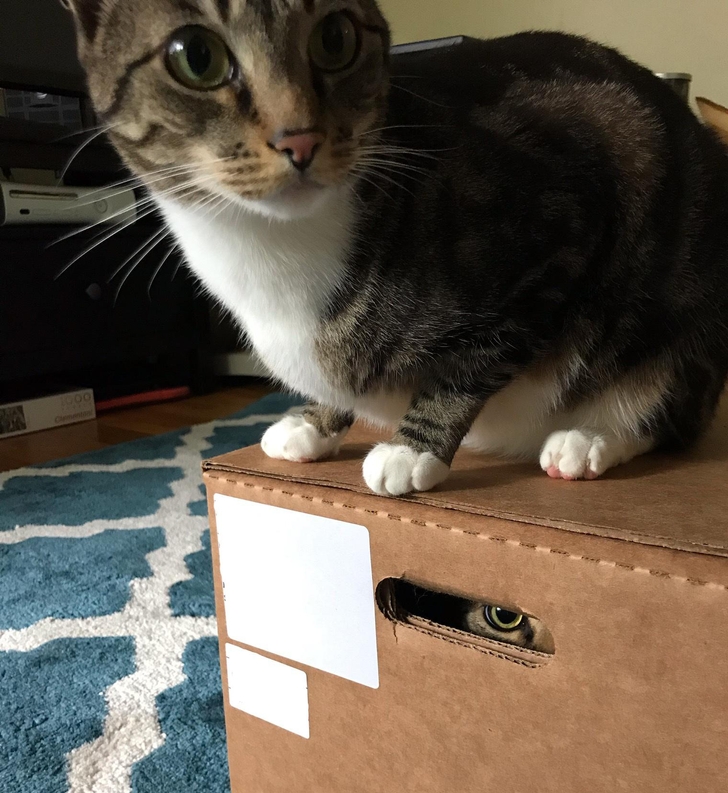кот сидит на коробке