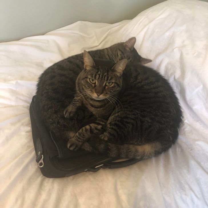две полосатых кошки на кровати